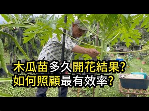 木瓜樹 風水|家中種樹的7大風水禁忌